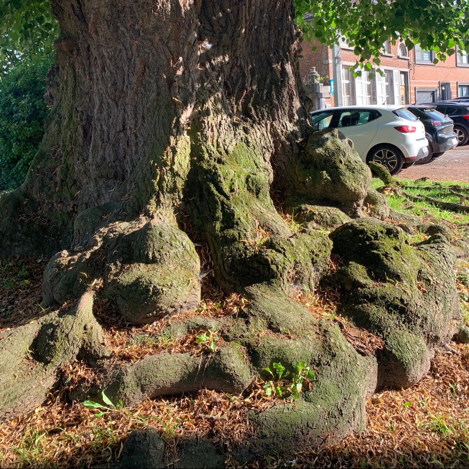 Photo d'un tilleul tricentenaire et de la base de son tronc, bien ancrée et boursoufflée
